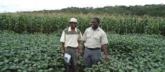 Malawian researchers studying maize disease
