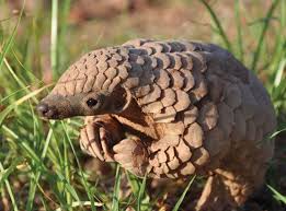 Men Arrested For Possessing Protected Species Men Arrested For Possessing Protected Species