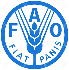 Maize Price Stabilized – FAO