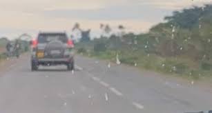 MEC Commissioner Linda Kunje arrested for obstructing presidential convoy MEC Commissioner Linda Kunje arrested for obstructing presidential convoy