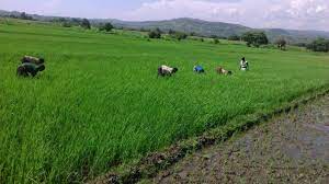 Research Finds Malaria Cases Increase in Irrigated rice farms