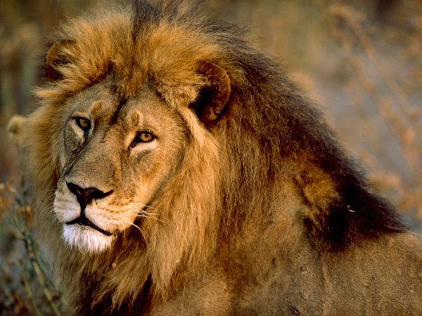 Stray Lion found in Chikwawa