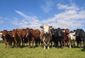 Government lifts livestock ban Government lifts livestock ban