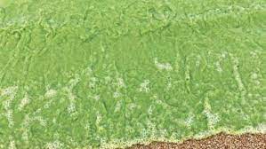 Lake Malawi turns green Lake Malawi turns green