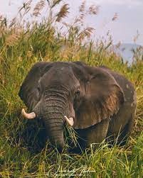 Elephant kills man in Kasungu amidst animal relocation