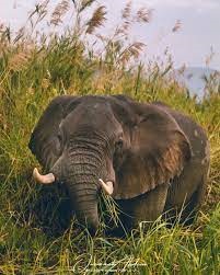 Elephant kills man in Kasungu amidst animal relocation Elephant kills man in Kasungu amidst animal relocation