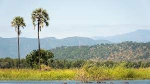 National Construction Industry Council plants trees in Liwonde Forest Reserve