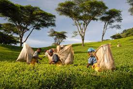 TAML clarifies on Malawi Teas exportation prices to UK, Japan