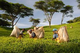 TAML clarifies on Malawi Teas exportation prices to UK, Japan TAML clarifies on Malawi Teas exportation prices to UK, Japan