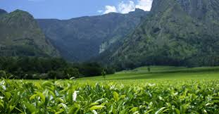 Mulanje Police hunt Assailants of Woman in Limbuli Tea Estate Mulanje Police hunt Assailants of Woman in Limbuli Tea Estate